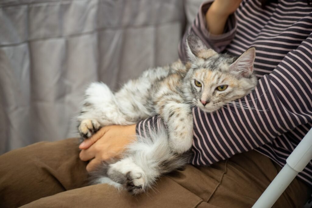 A relaxed Maine Coon cat lounging comfortably in a person's lap indoors.
