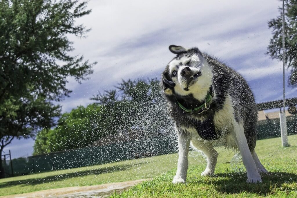 siberian husky, animal, pet, husky, dog
