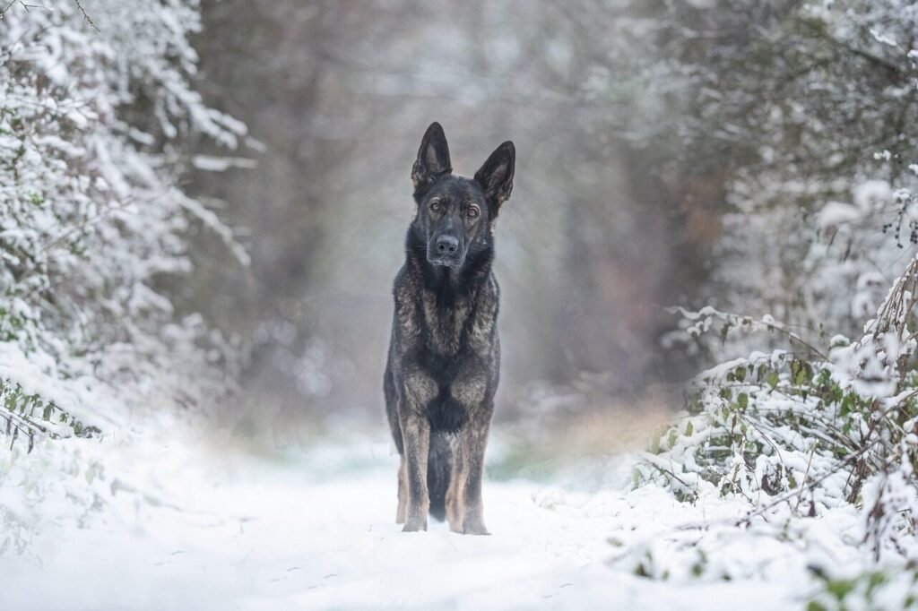 dog, animal, german shepherd dog, pet, nature, canine, snow, winter