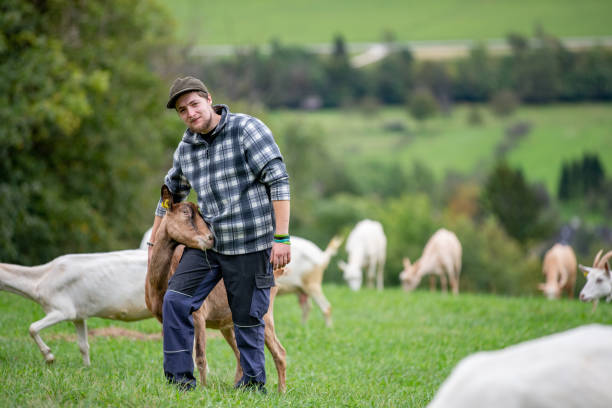 Tiny Herds, Huge Hearts: A Guide to Keeping Pet Goats