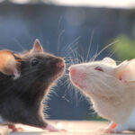 The Delightful Pocket Pet: A Guide to Pet Hamsters