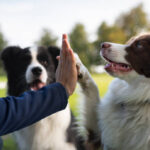 From Lapdogs to Loyal Guardians