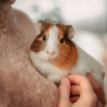 The Cuddly Cavies: A Guide to Pet Guinea Pigs