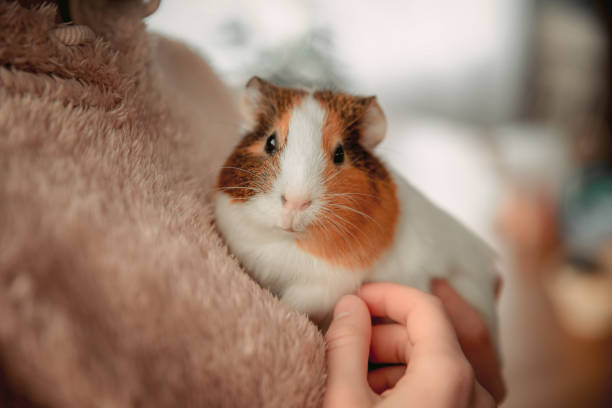 The Cuddly Cavies: A Guide to Pet Guinea Pigs