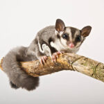 Sugar Gliders as Pets: Origins, Care, and What to Expect
