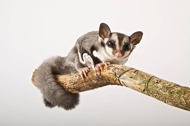Sugar Gliders as Pets: Origins, Care, and What to Expect