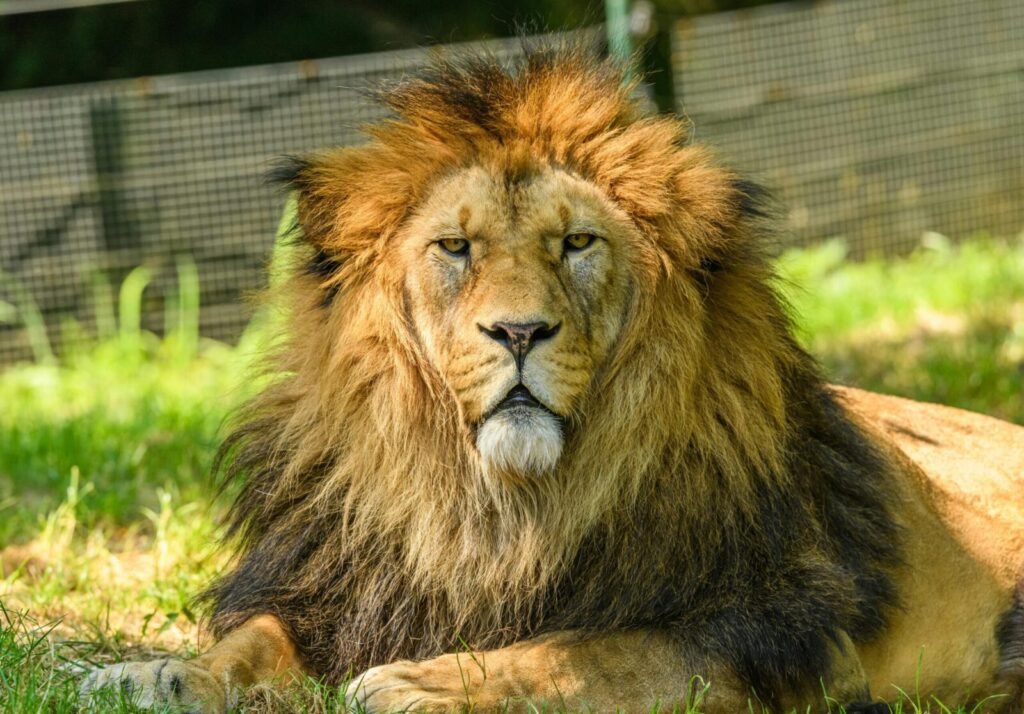 Close-up portrait of a majestic lion resting in the sun, showcasing its powerful mane and serene demeanor.