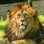 Close-up portrait of a majestic lion resting in the sun, showcasing its powerful mane and serene demeanor.