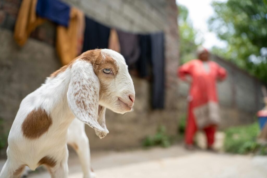 A curious baby goat looking at the camera with a blurred woman in the background on a Srinagar farm.