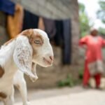 A curious baby goat looking at the camera with a blurred woman in the background on a Srinagar farm.