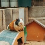 A fluffy guinea pig sitting on a wooden bridge in its cozy enclosure.
