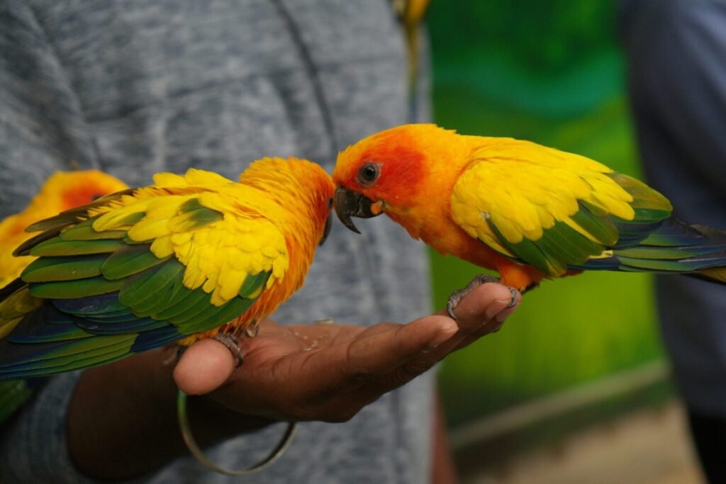 Colorful Sun Conure parrots feeding on a person's hand, showcasing bright plumage.