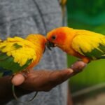 Colorful Sun Conure parrots feeding on a person's hand, showcasing bright plumage.
