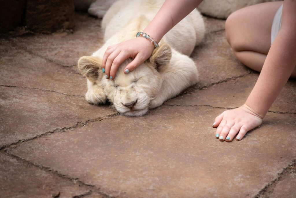 A young lion cub being gently petted by a person on a stone tile floor.