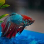 Close-up of a colorful Betta fish showcasing intricate details and vibrant hues in an aquarium setting.