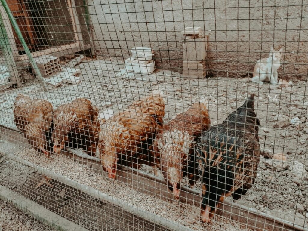 Five chickens pecking at feed in an outdoor coop with a curious cat nearby.