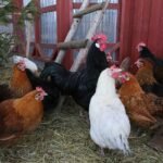 chicken, chicken coop, poultry