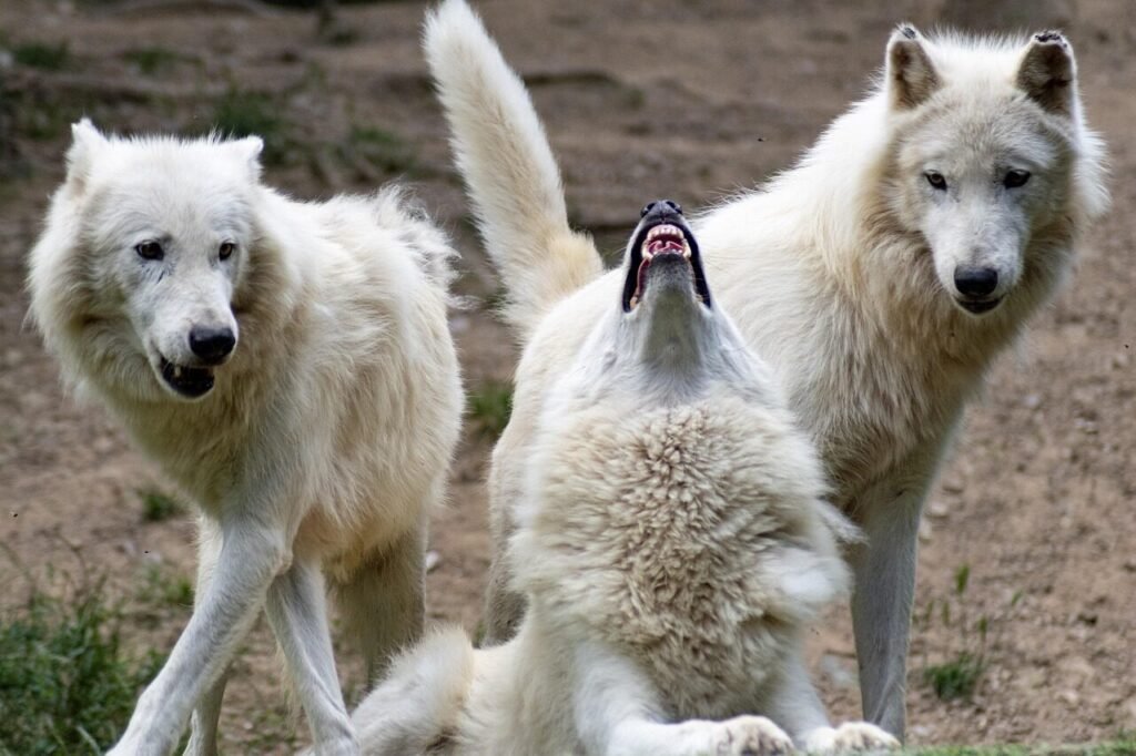 wolf, wolves, nature, savage, animals, fur, mammals, beast, wolf, wolf, wolf, wolf, wolf, wolves, wolves, wolves