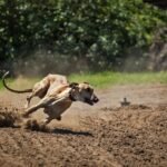 dog, nature, greyhound, pet, hungarian greyhound, mammal, favourite, running, animal, fast, hunter, speed