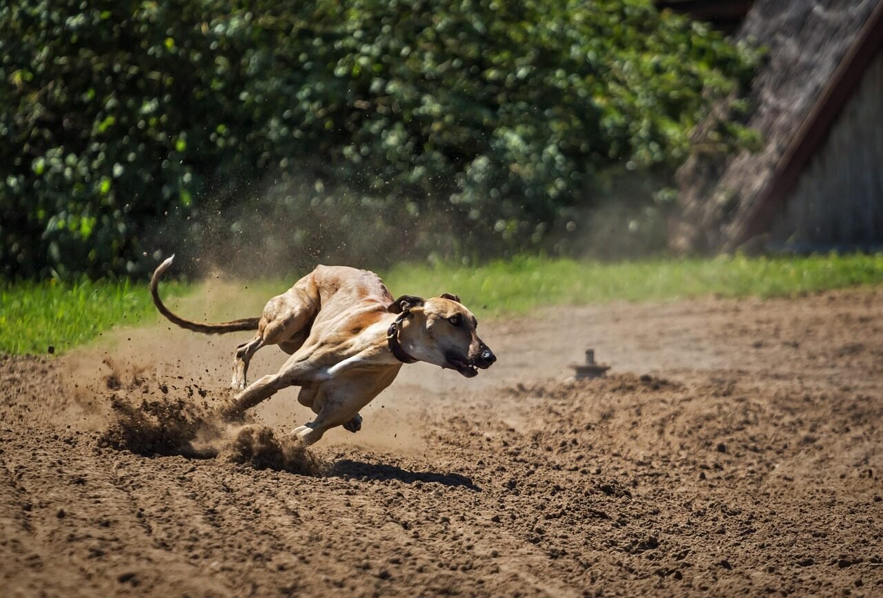 dog, nature, greyhound, pet, hungarian greyhound, mammal, favourite, running, animal, fast, hunter, speed