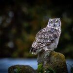 owl, bird, nature, wildlife