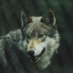 selective focus photography of gray wolf