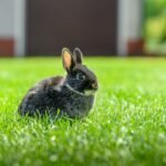 a rabbit is sitting in the grass outside