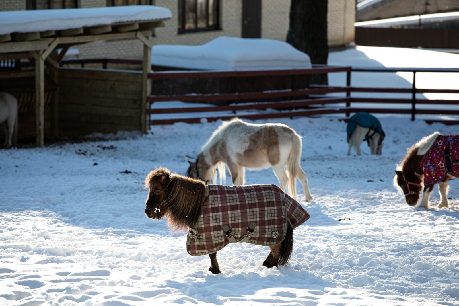 Ponies in cozy winter coats stand on a snowy field, creating a charming farm scene.