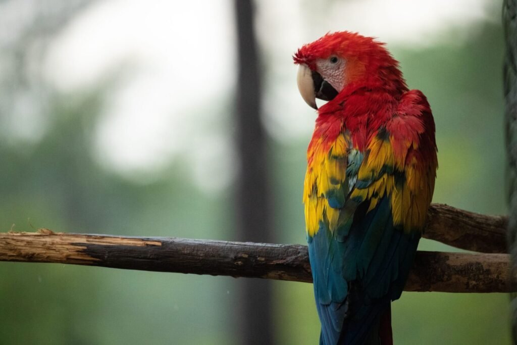 Colorful scarlet macaw resting on a branch, showcasing its vibrant plumage in a natural setting.