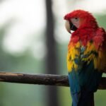 Colorful scarlet macaw resting on a branch, showcasing its vibrant plumage in a natural setting.