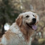 A happy Golden Retriever with tongue out sitting outdoors, showcasing its fluffy fur.
