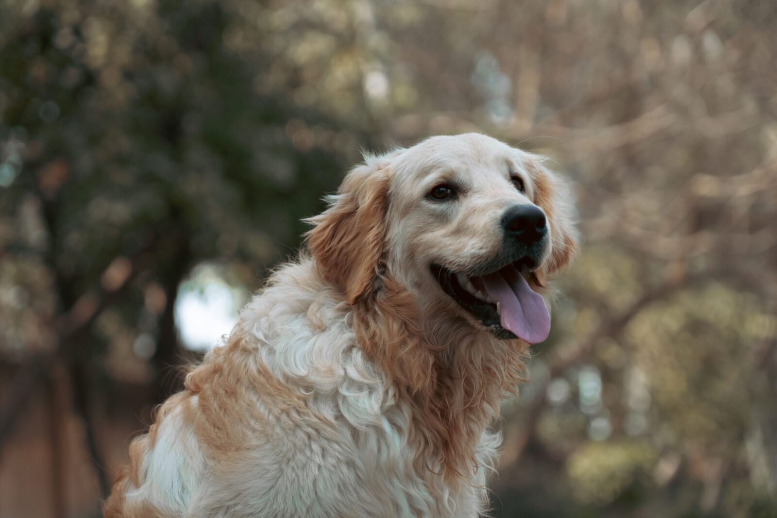 A happy Golden Retriever with tongue out sitting outdoors, showcasing its fluffy fur.