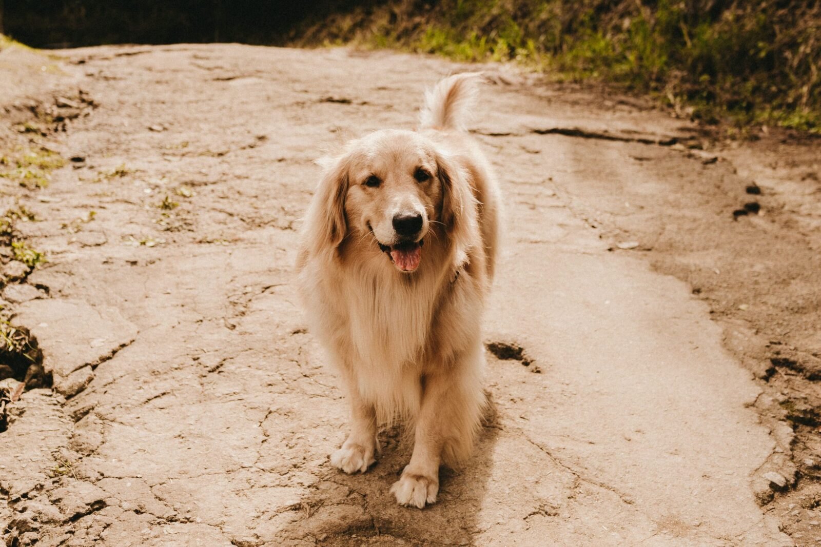 Golden Retriever enjoying a sunny day outdoors on a rustic pathway, exuding warmth and joy.