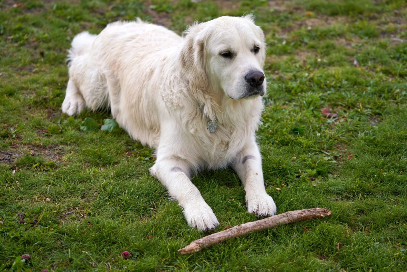 A serene Golden Retriever lying on grass, capturing a peaceful moment outdoors.