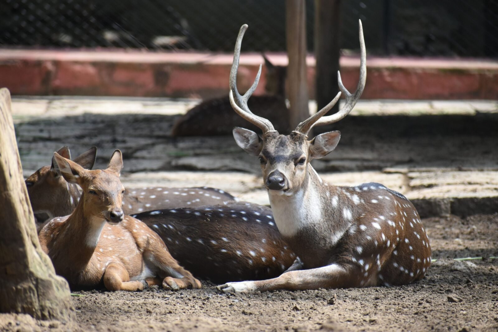Spotted deer resting in sunlight at a park in Bengaluru, showcasing natural wildlife behavior.