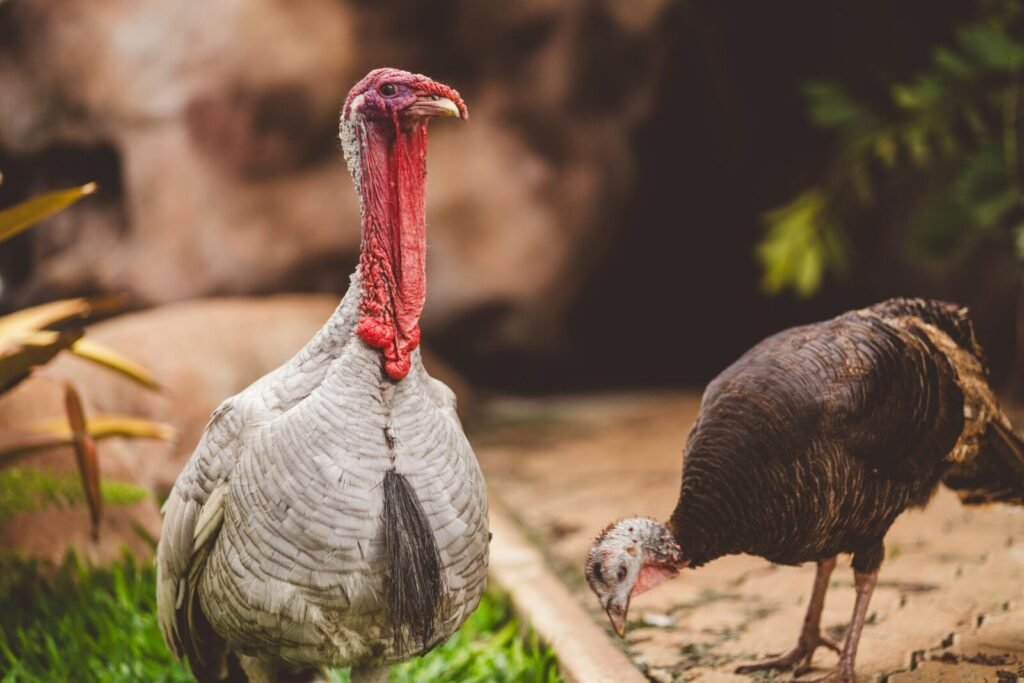 Two turkeys explore a lush garden, showcasing vibrant plumage and natural beauty.