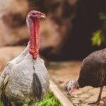 Two turkeys explore a lush garden, showcasing vibrant plumage and natural beauty.