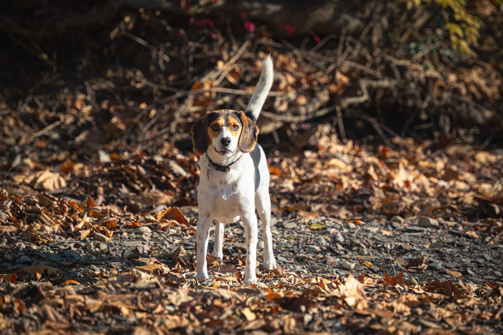 A beagle dog standing amidst fallen autumn leaves, enjoying the outdoors on a sunny day.
