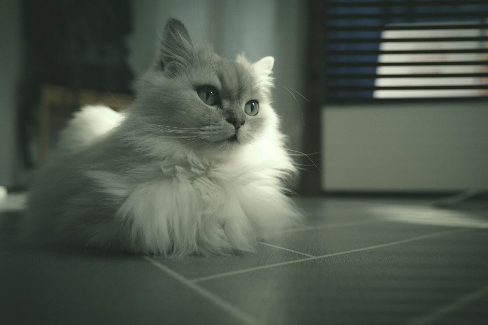 A serene Persian cat with fluffy fur sitting indoors in soft lighting.