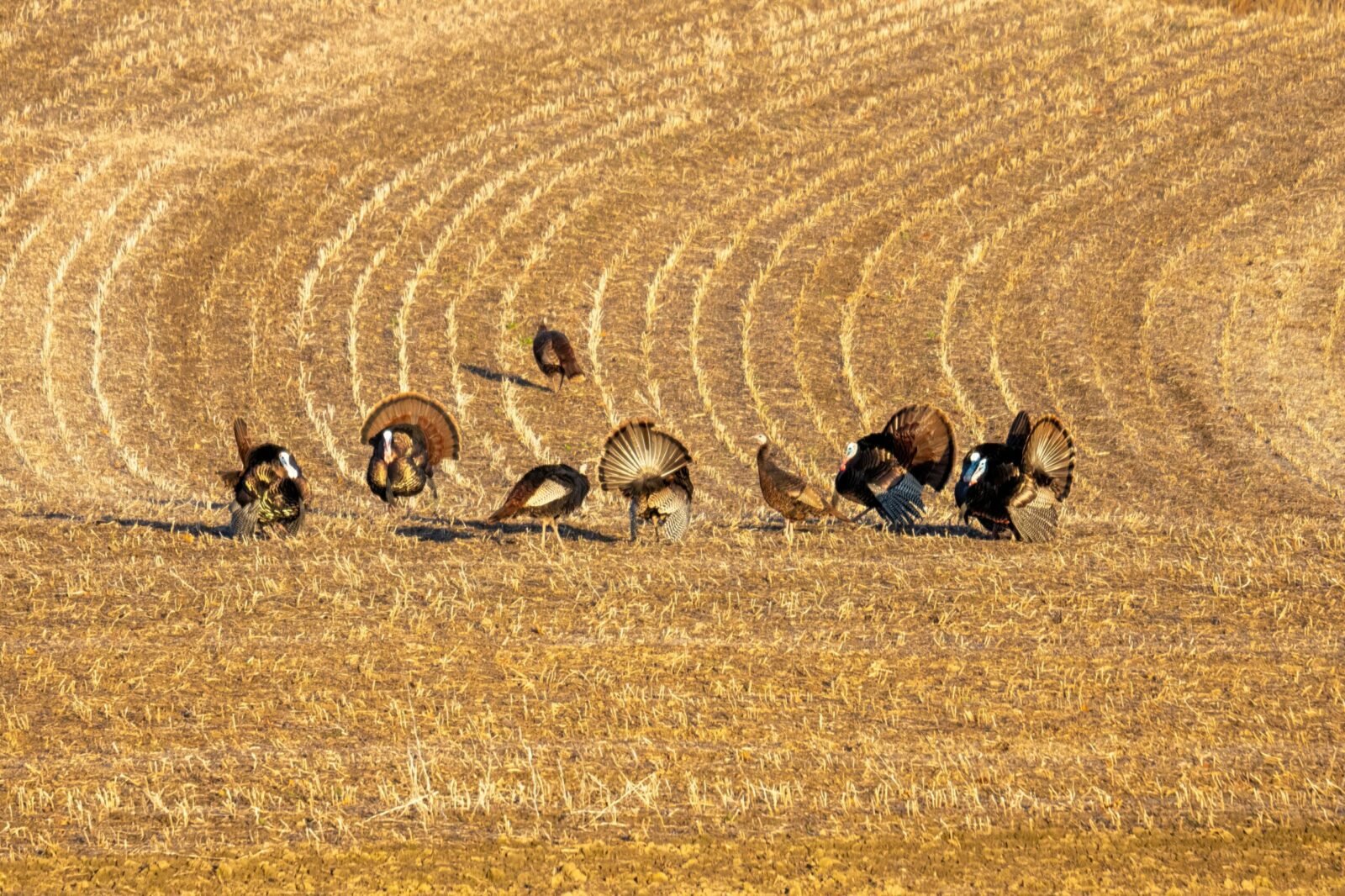 Wild turkeys roaming a sunlit, golden field in Ella, WI, showcasing nature's beauty.