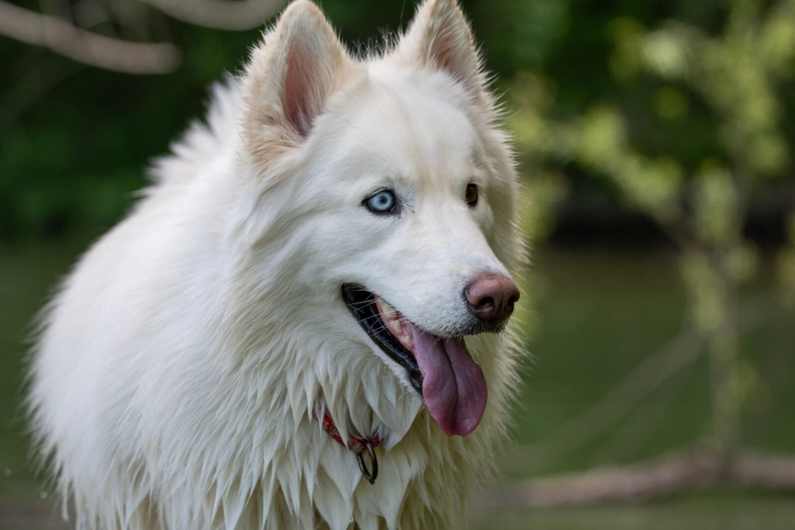 Charming white Samoyed with striking blue eyes enjoying a day outdoors. Perfect for pet lovers.