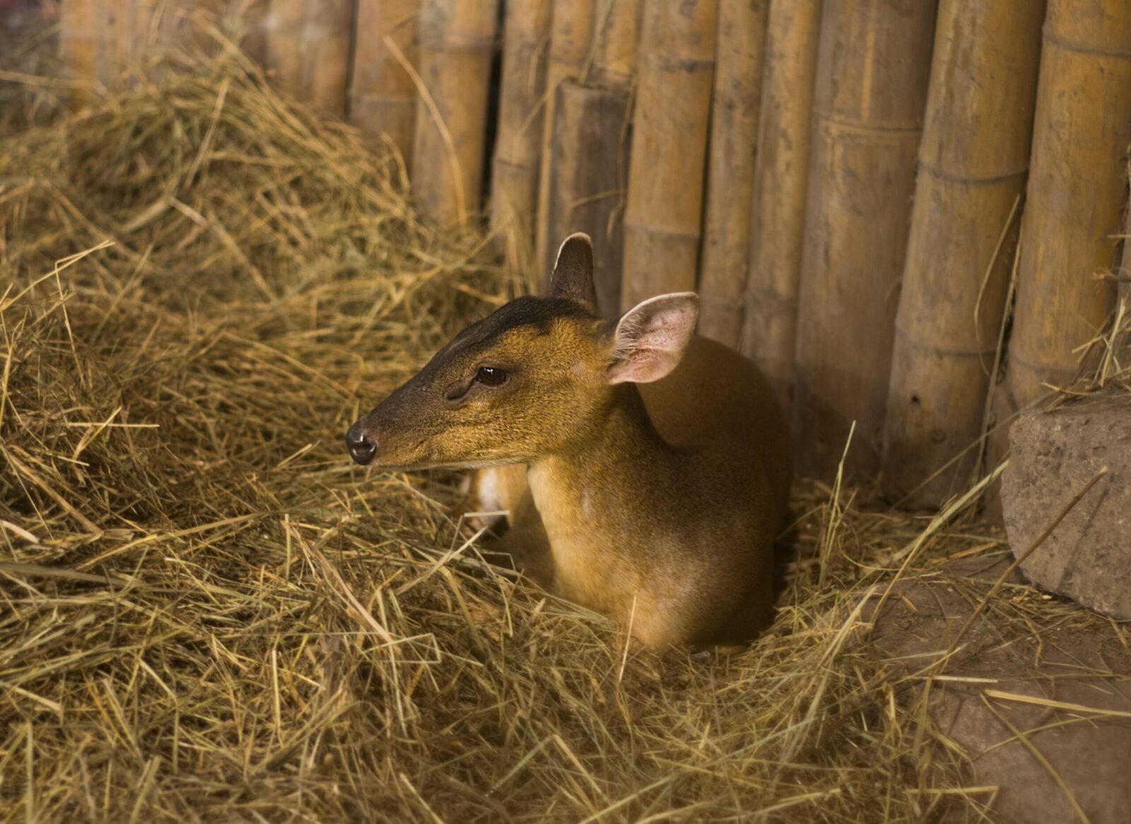 A muntjac deer resting peacefully on hay inside a rustic barn with wooden walls.