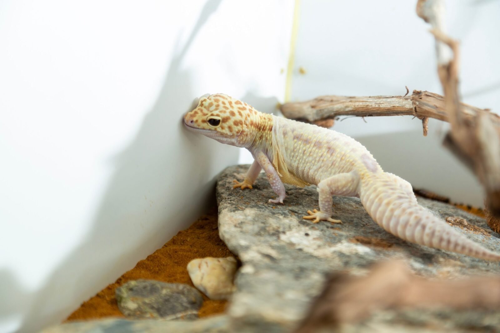 Leopard gecko exploring its habitat, showcasing distinctive spotted pattern.