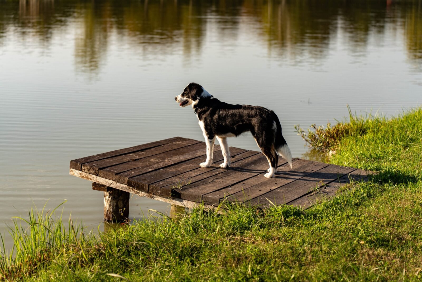 A Border Collie dog stands on a wooden pier overlooking a calm lake, surrounded by greenery.