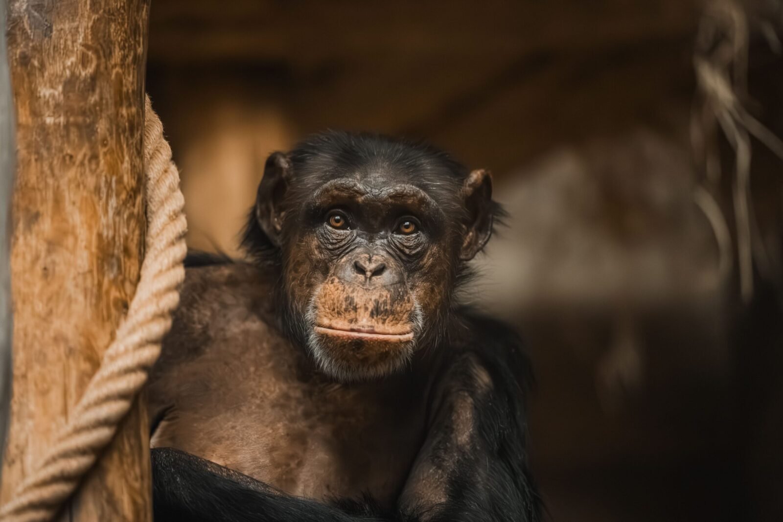 Close-up portrait of a chimpanzee in Ljubljana Zoo capturing its expressive gaze.