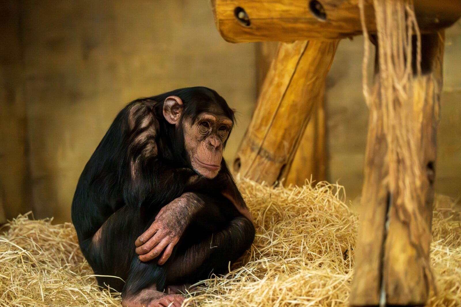 Chimpanzee sitting on straw indoors, displaying natural behavior in a zoo setting.