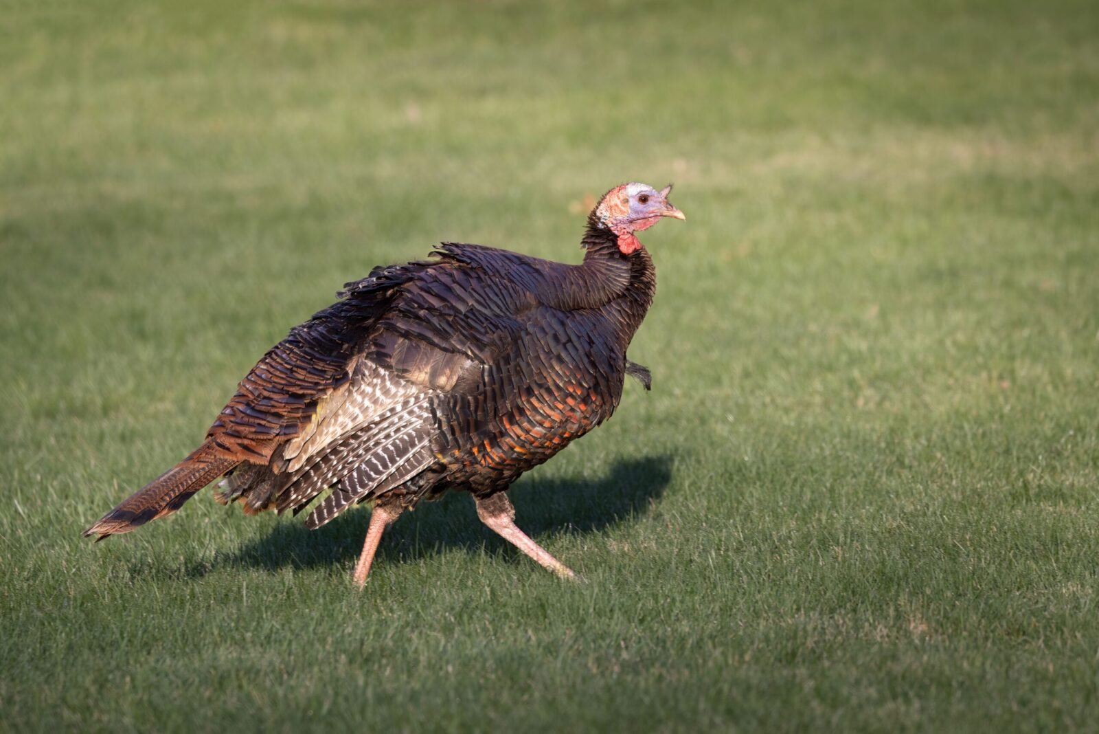 A wild turkey (Meleagris gallopavo) strides across a sunny grassy field in Southborough, Massachusetts.
