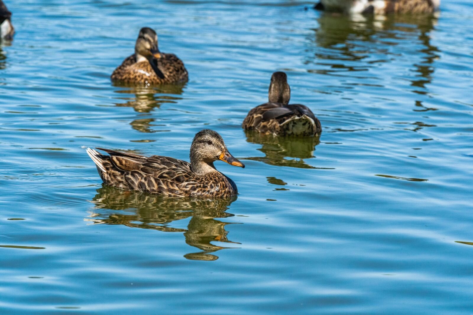A serene image of ducks gliding on a calm lake surface on a sunny day.