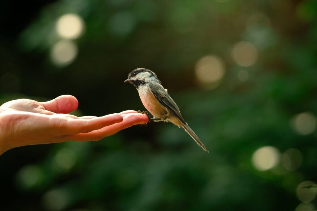 A charming chickadee delicately perches on an open hand, captured outdoors in Ontario, Canada.