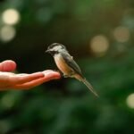 A charming chickadee delicately perches on an open hand, captured outdoors in Ontario, Canada.
